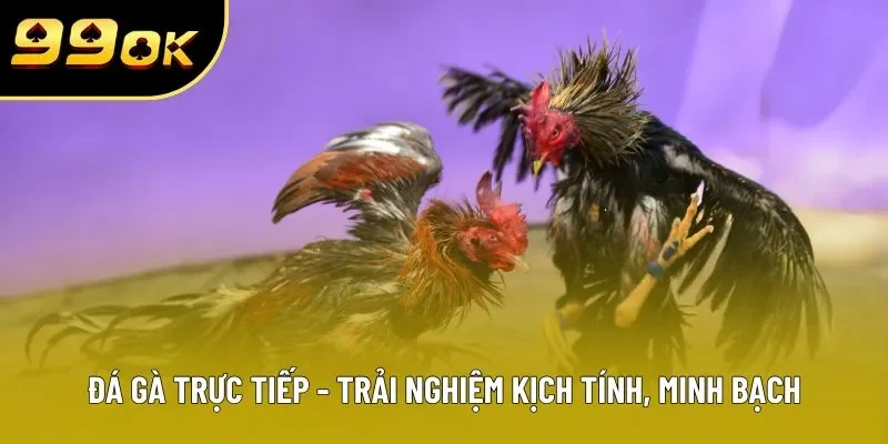 Đá Gà Trực Tiếp - Trải Nghiệm Kịch Tính, Cá Cược Minh Bạch