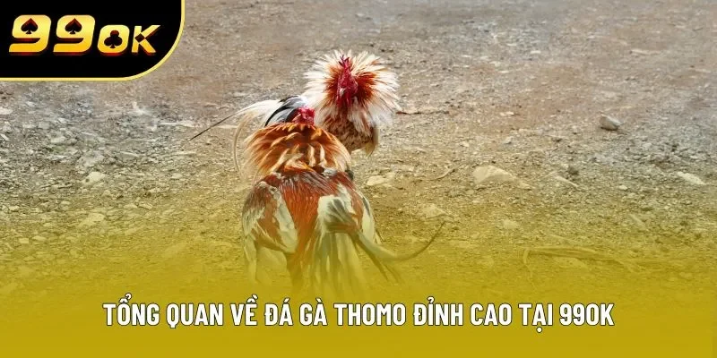 Tổng quan về đá gà thomo đỉnh cao tại 99OK