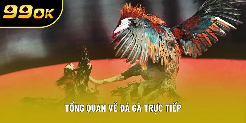 Tổng quan về đá gà trực tiếp Tổng quan về đá gà trực tiếp